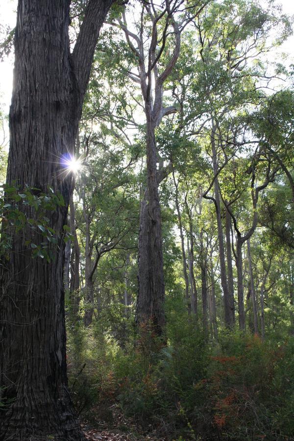 Wellington Forest Cottages Luaran gambar